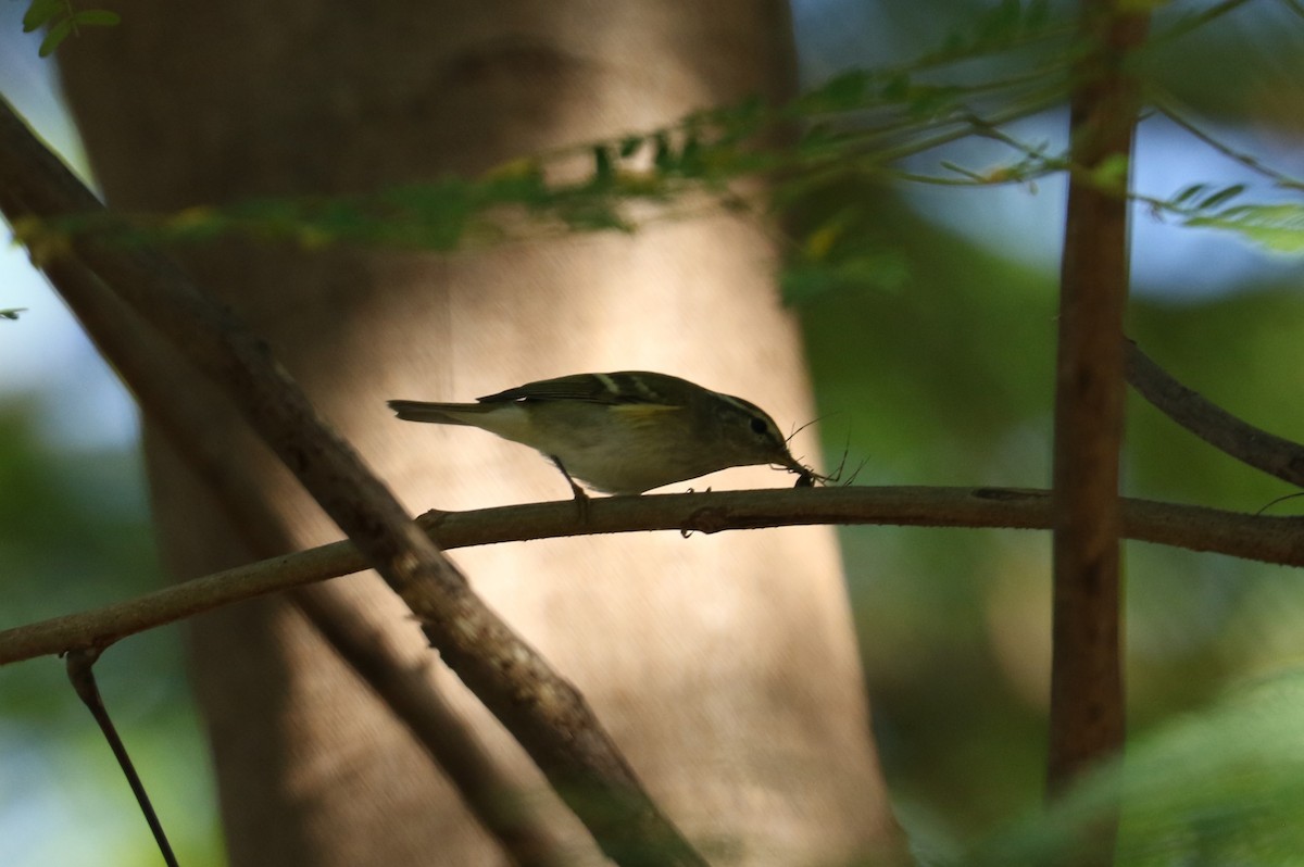 Yellow-browed Warbler - ML612445485