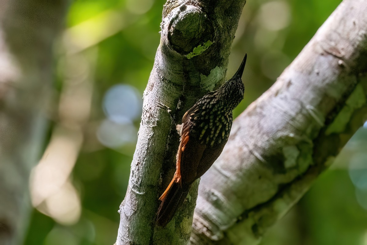 Black-striped Woodcreeper - ML612445489