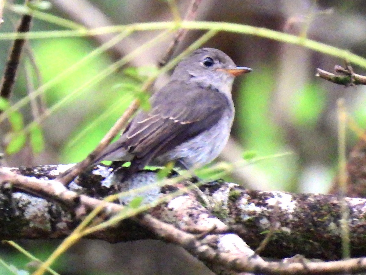 Ashy-breasted Flycatcher - ML612445573