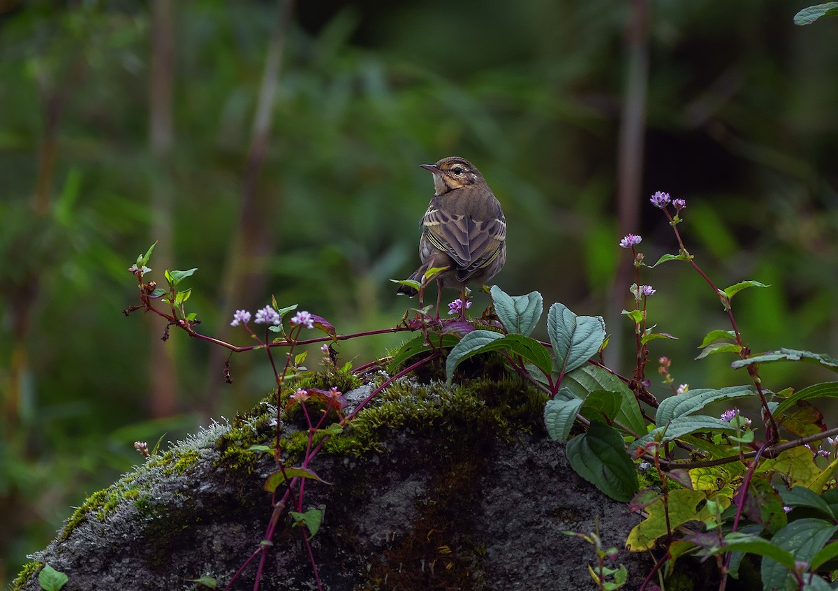 Rosy Pipit - ML612445593