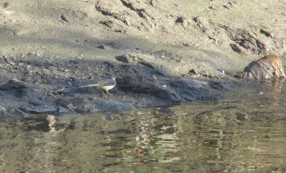 Gray Wagtail - ML612445596