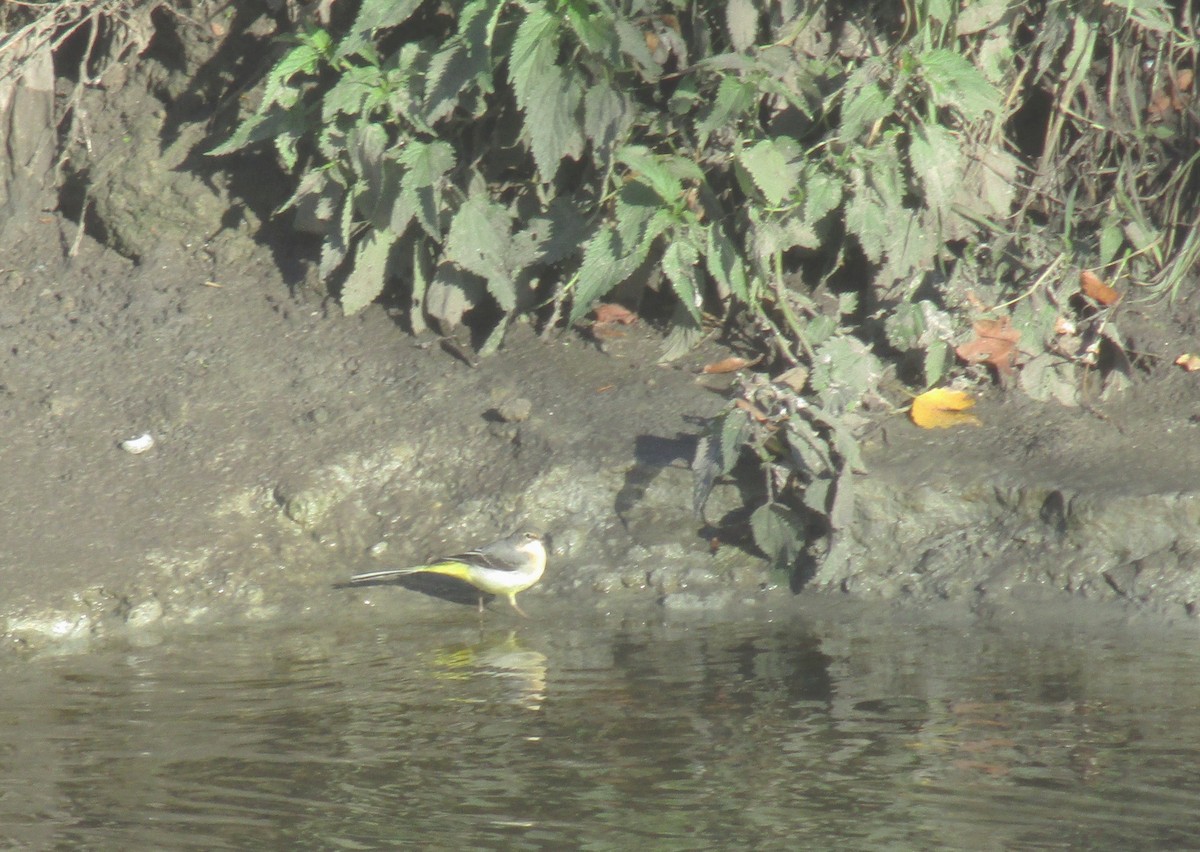 Gray Wagtail - ML612445597