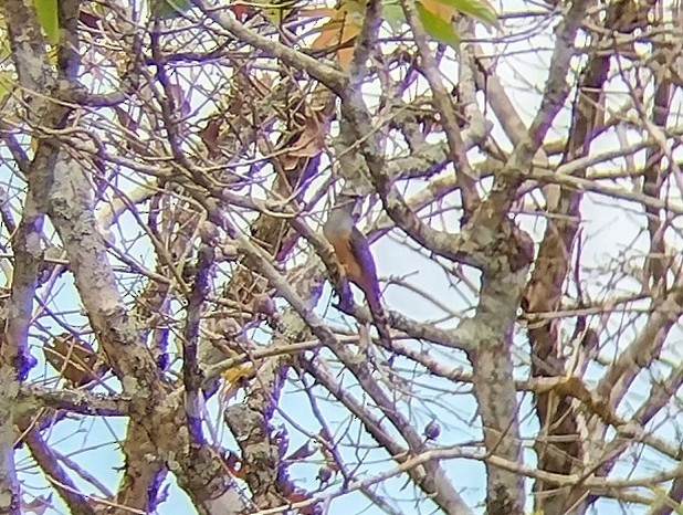 Plaintive Cuckoo - ML612445650