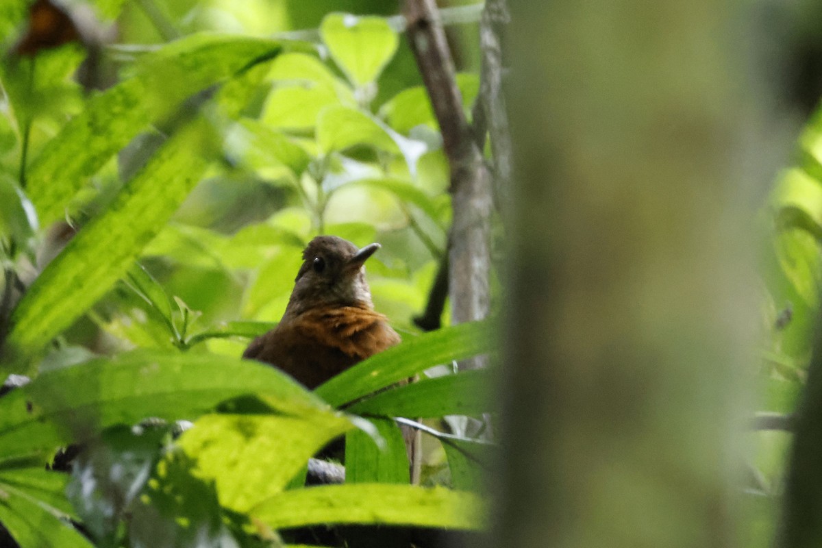 Rufous-breasted Leaftosser - ML612445677