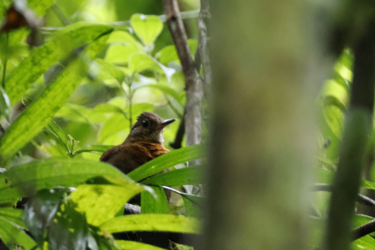 Rufous-breasted Leaftosser - ML612445680