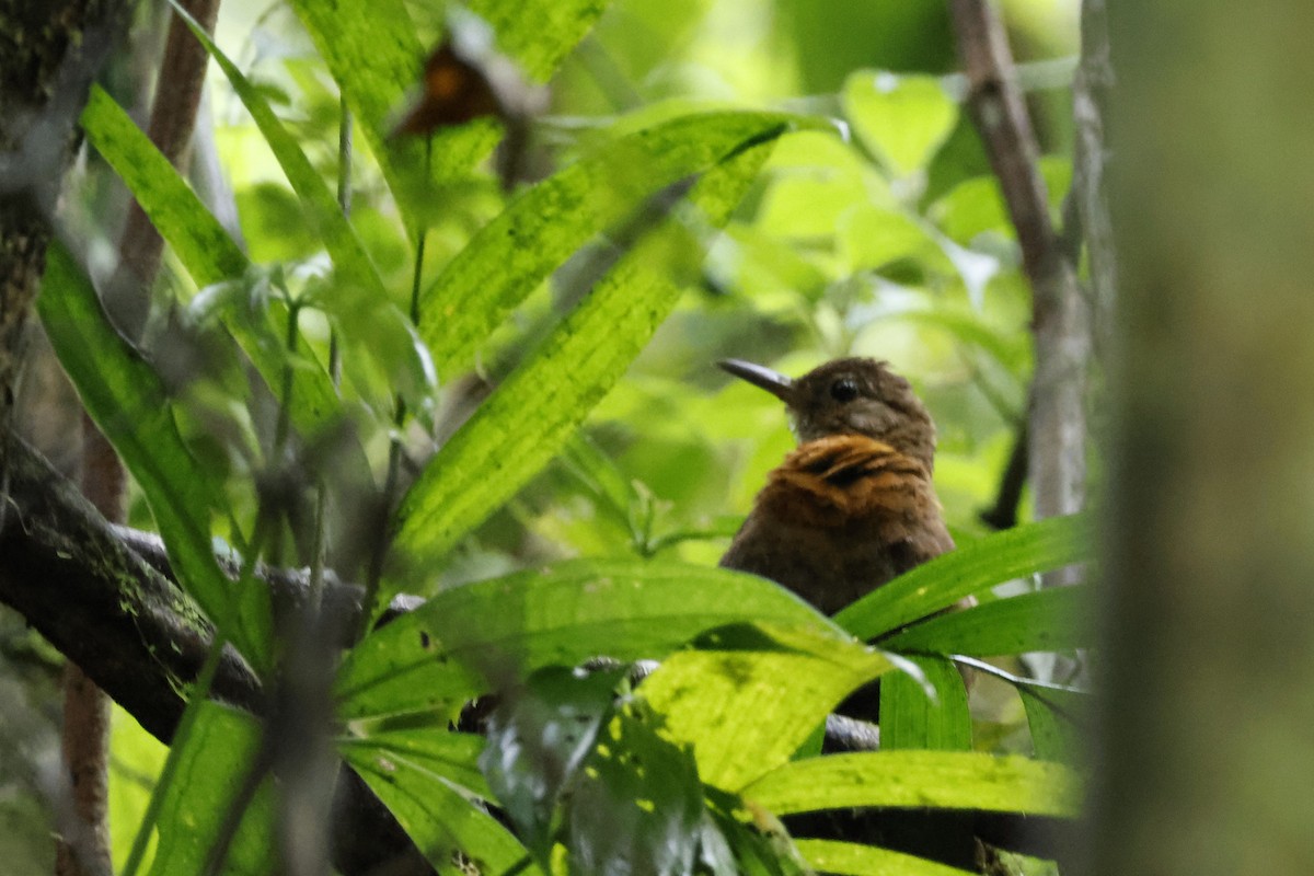 Rufous-breasted Leaftosser - ML612445681