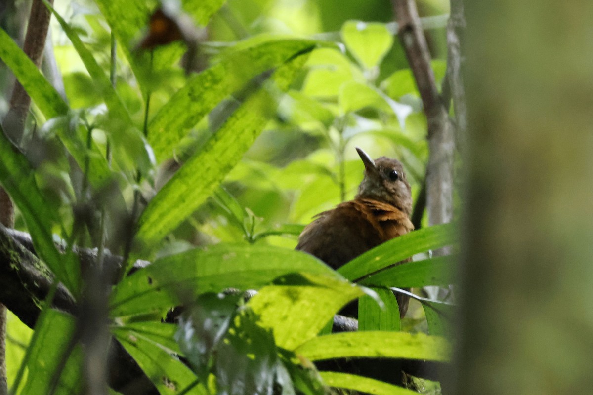 Rufous-breasted Leaftosser - ML612445686