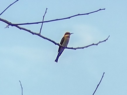 Chestnut-headed Bee-eater - ML612445724