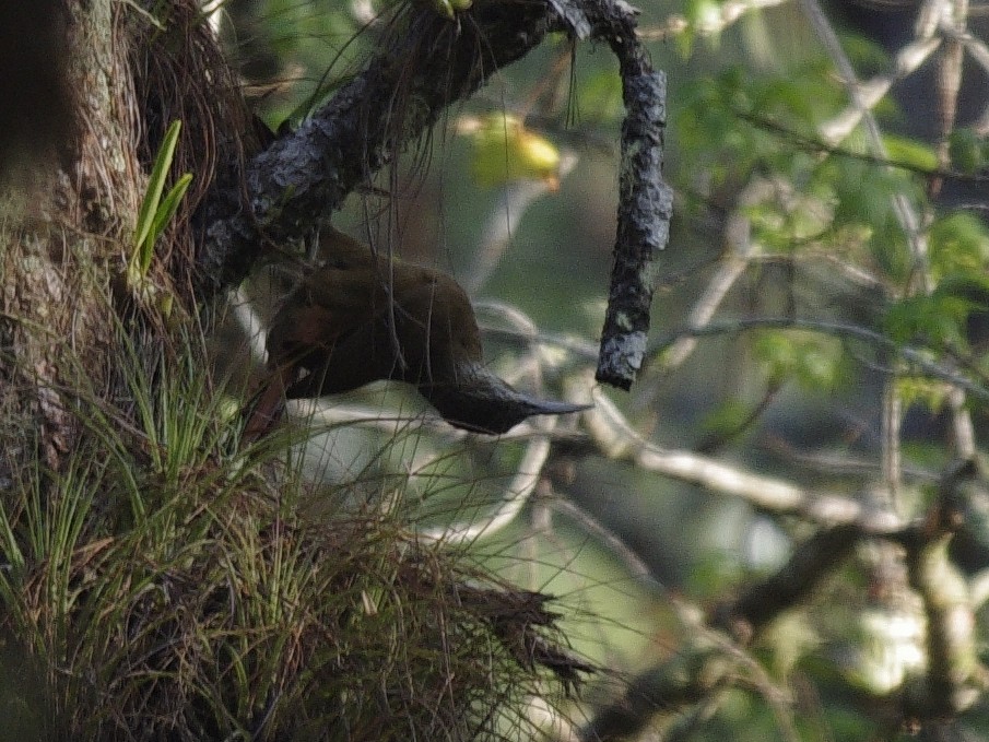 Strong-billed Woodcreeper - ML612445735