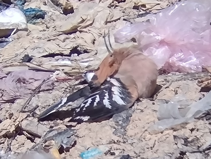 Eurasian Hoopoe - ML612445766