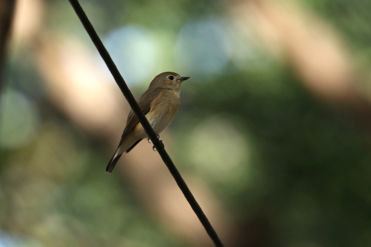 Taiga Flycatcher - ML612445782