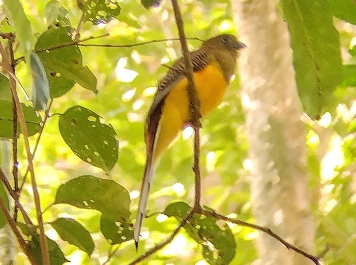 Trogon à poitrine jaune - ML612445792