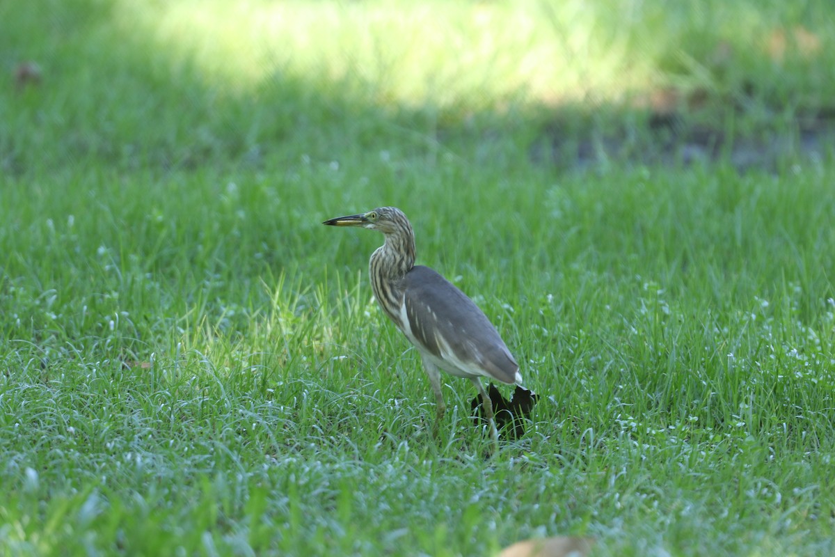 アカガシラサギ属 - ML612445797