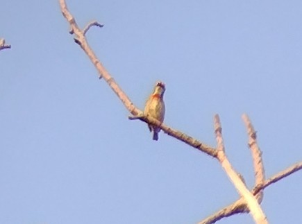 Coppersmith Barbet - ML612445800