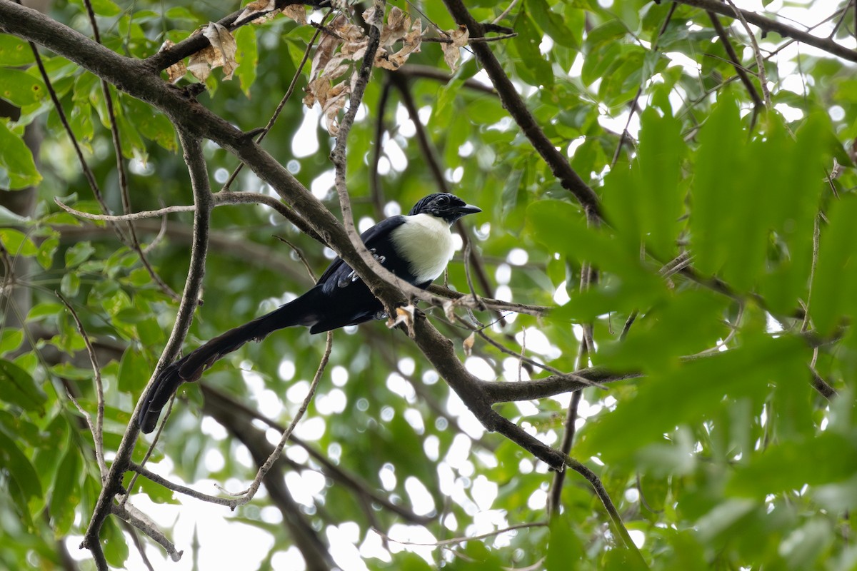 špaček bělokrký - ML612445852