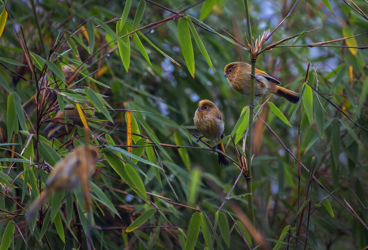 Paradoxornis à front fauve - ML612445873