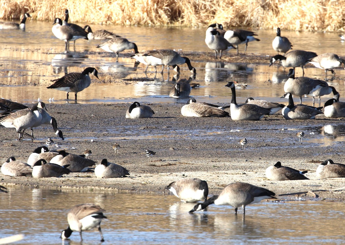 Killdeer - ML612445922