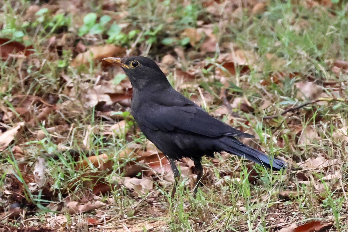 Chinese Blackbird - ML612445924