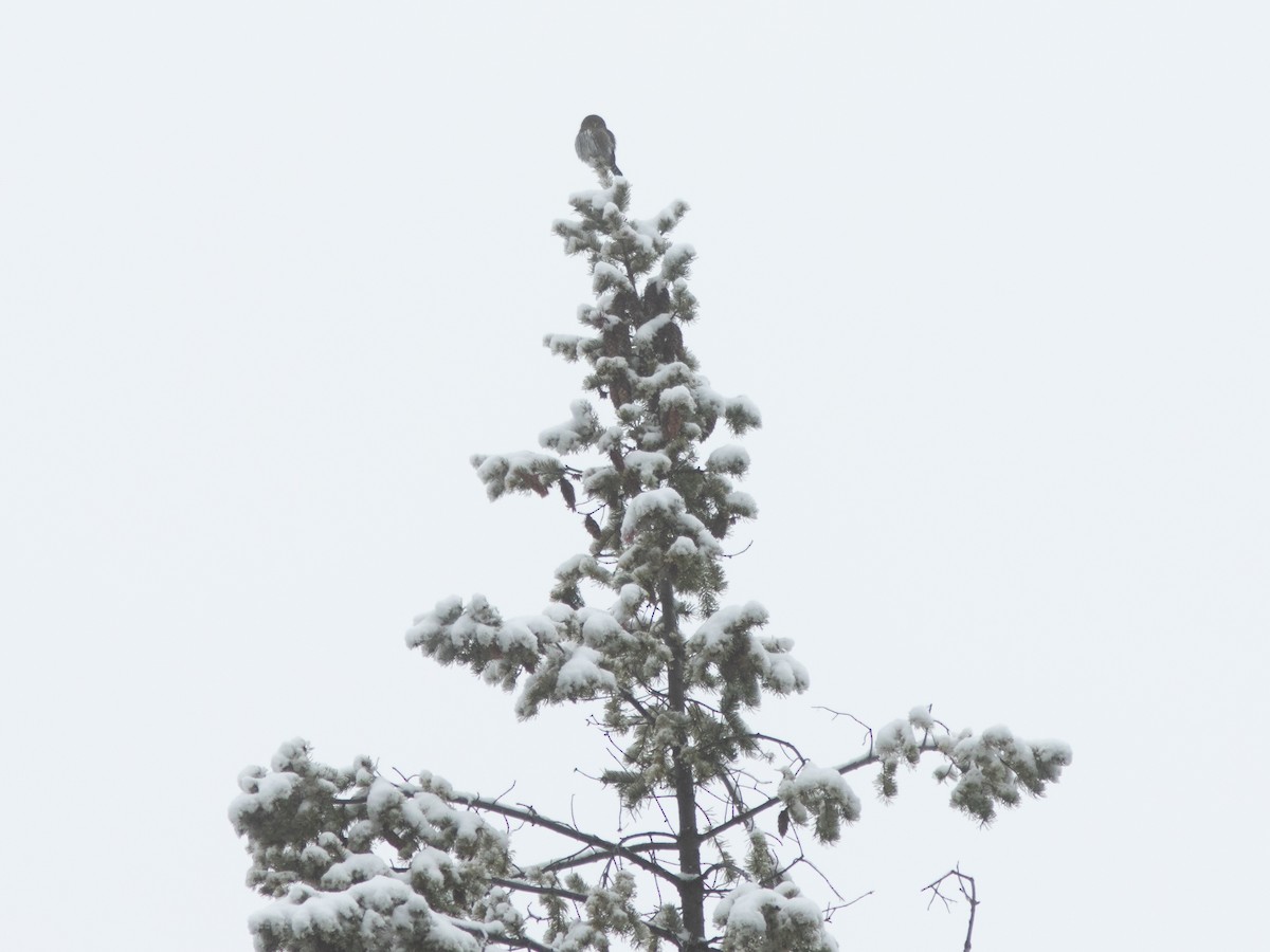 Northern Pygmy-Owl - ML612445968