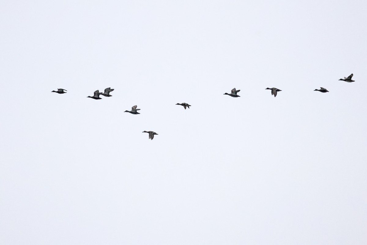 Falcated Duck - ML612445998