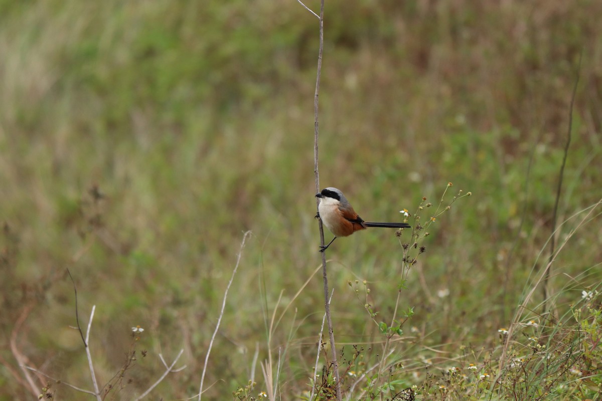 Long-tailed Shrike (schach) - ML612446013