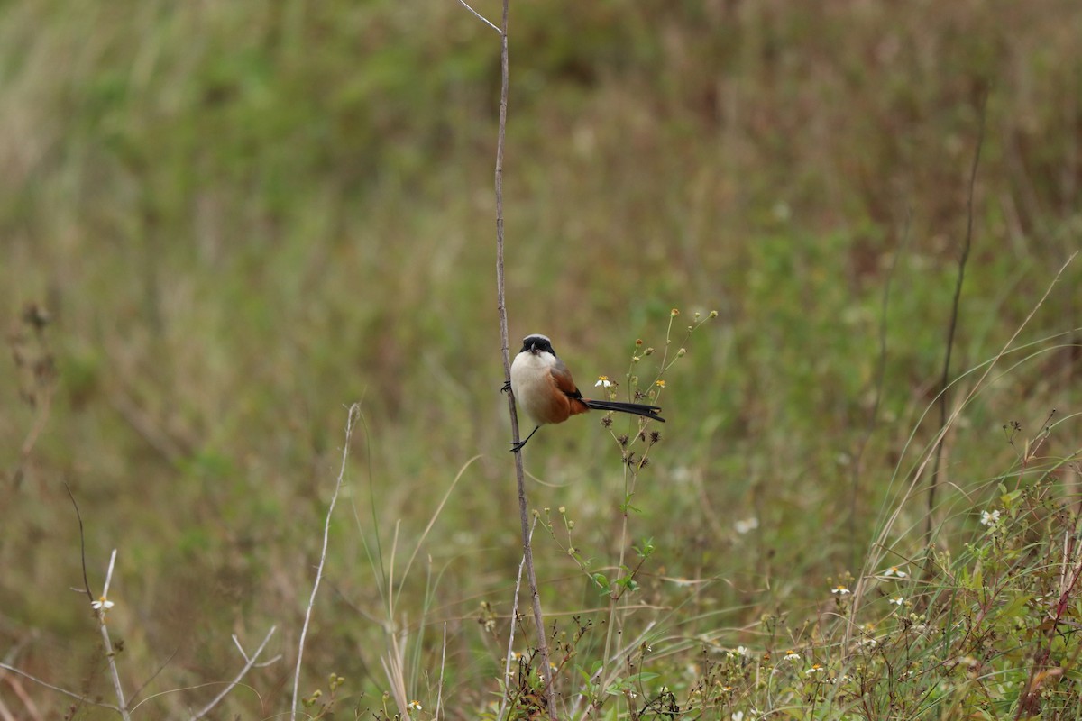 Long-tailed Shrike (schach) - ML612446015