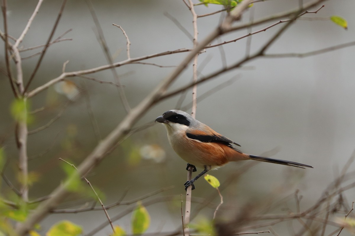 Long-tailed Shrike (schach) - ML612446016