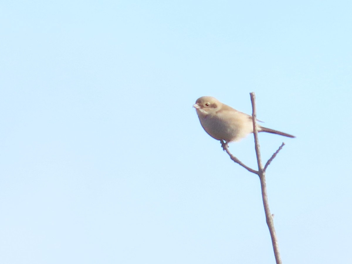 Northern Shrike - ML612446031