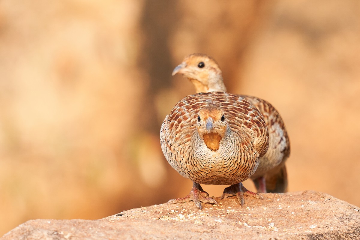 Gray Francolin - Raghavendra  Pai