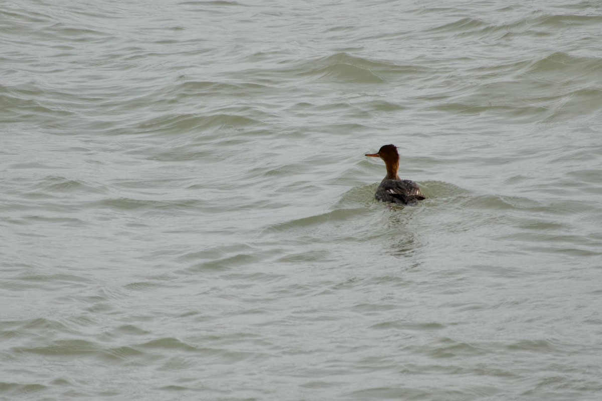 Red-breasted Merganser - ML612446145