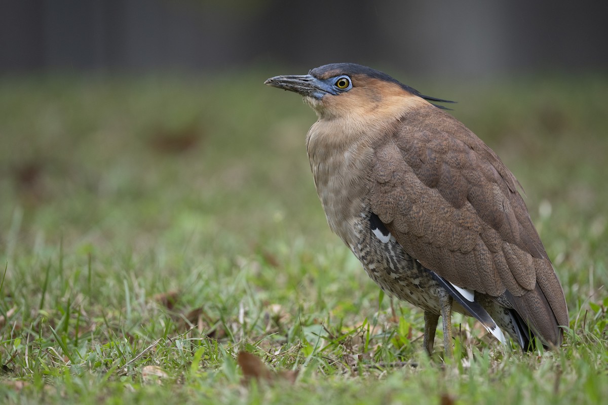 Malayan Night Heron - ML612446150