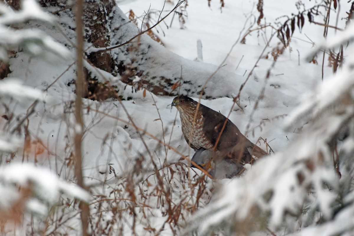 Cooper's Hawk/American Goshawk - ML612446213