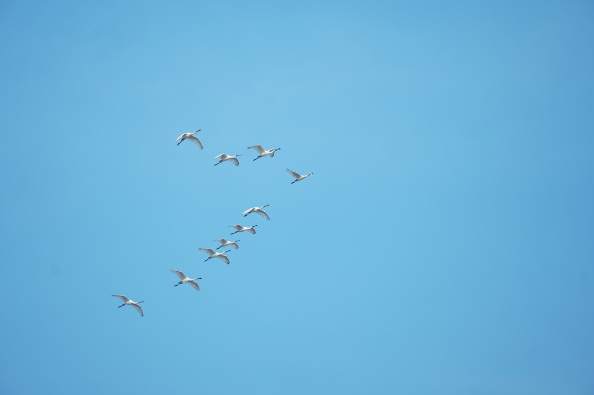 Eurasian Spoonbill - joseph ND