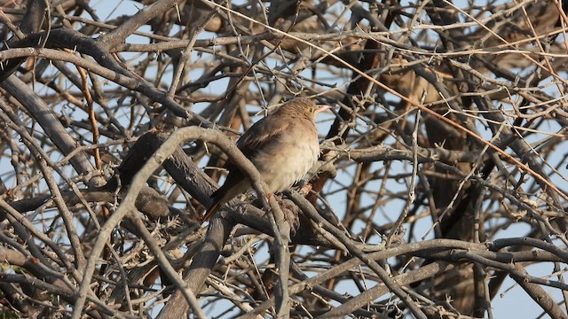 Wattled Starling - ML612446268