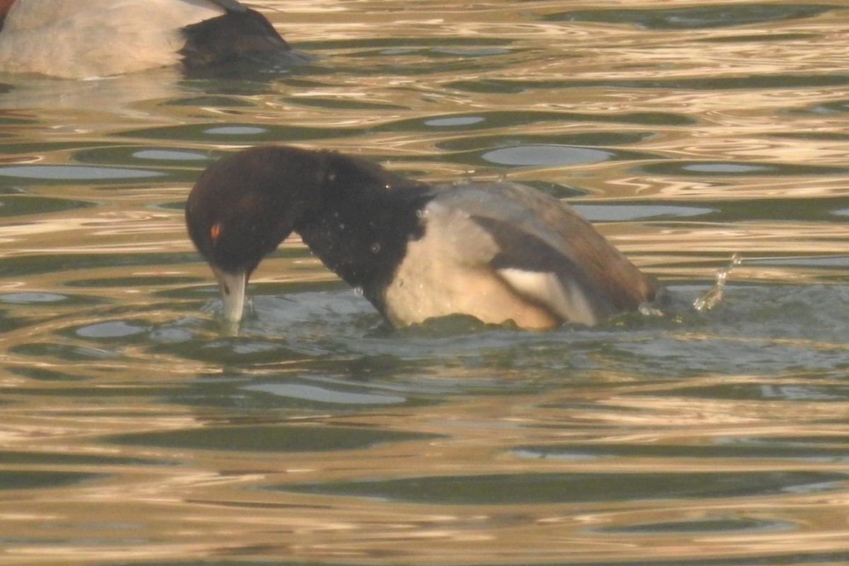 Common Pochard x Tufted Duck (hybrid) - ML612446270