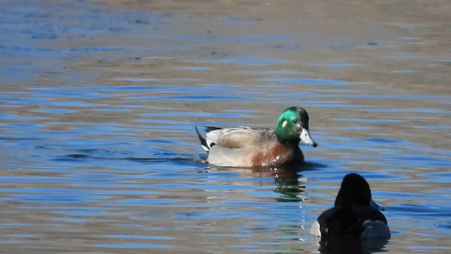 American Wigeon x Mallard (hybrid) - ML612446424