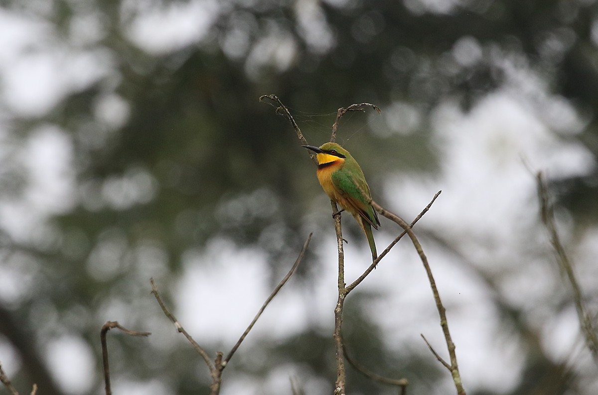 Little Bee-eater - ML612446484