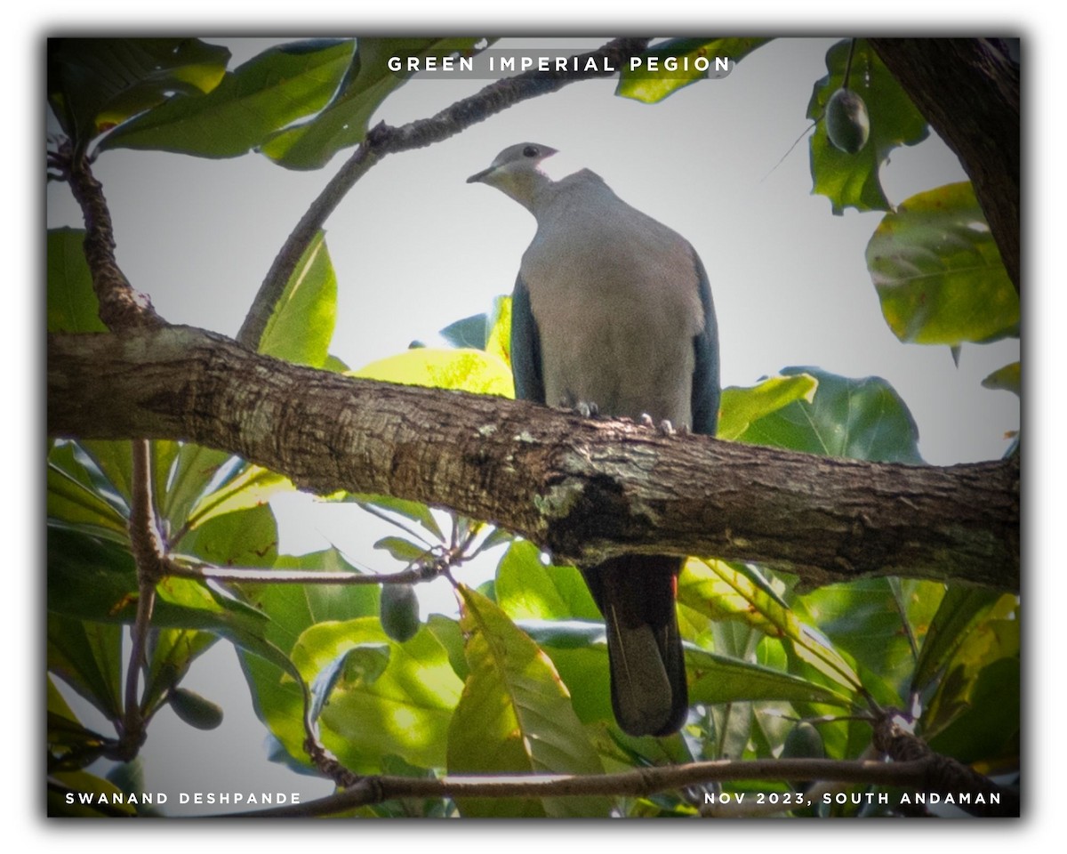 Green Imperial-Pigeon - ML612446498