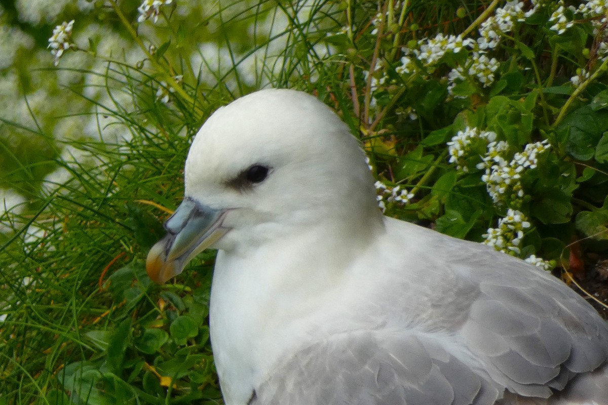 Northern Fulmar - ML612446518