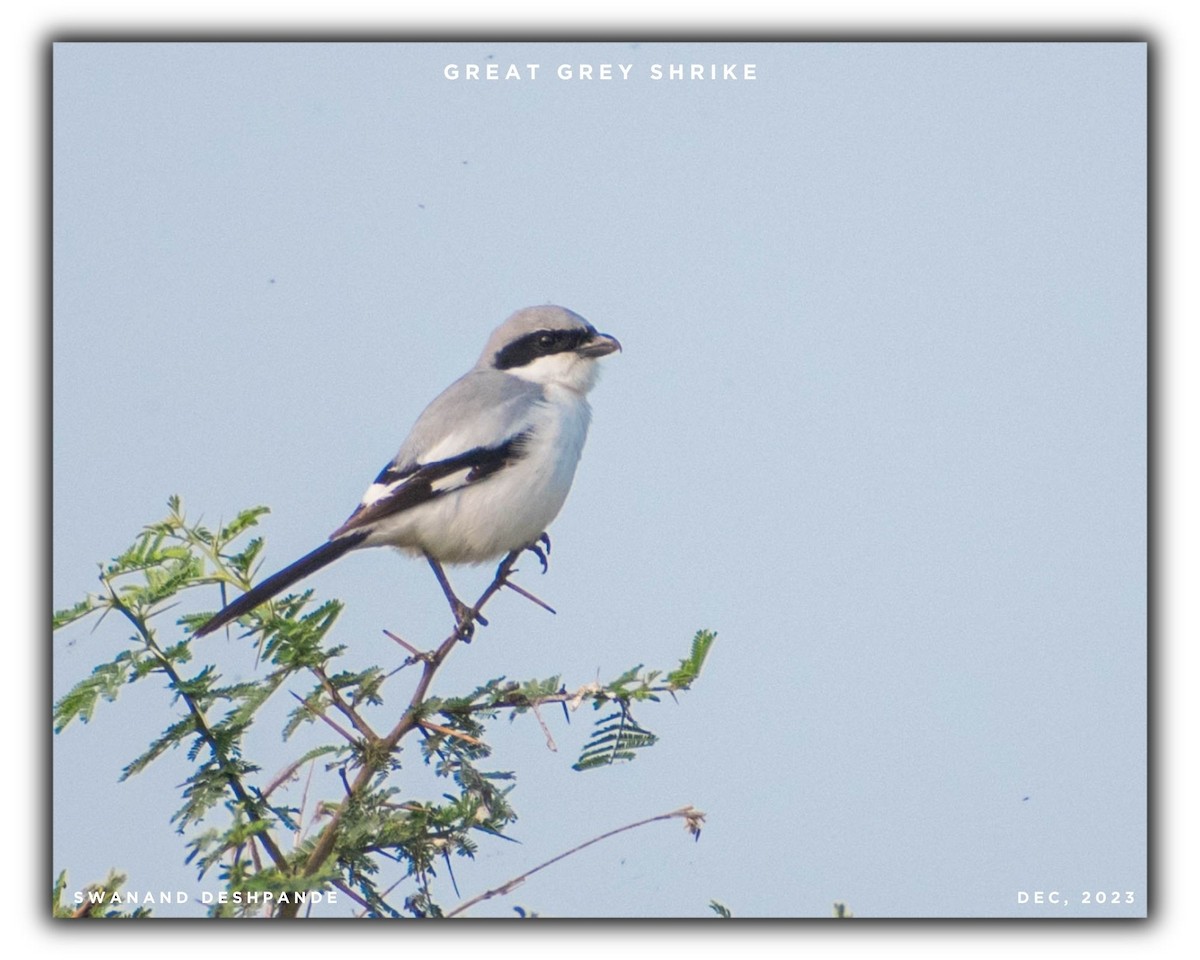 Great Gray Shrike - ML612446544