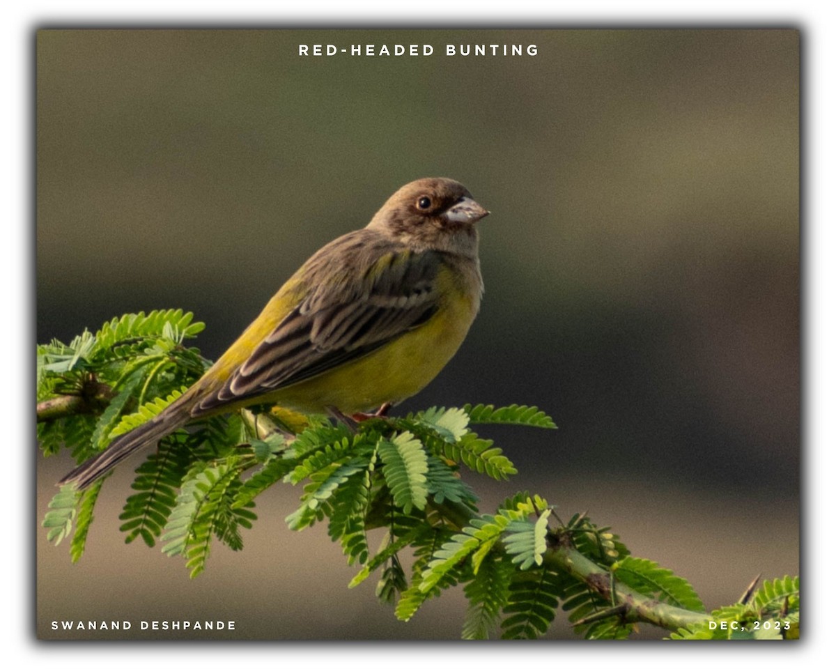 Red-headed Bunting - ML612446553