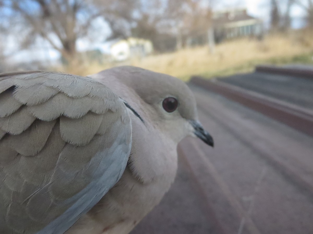 Eurasian Collared-Dove - ML612446578