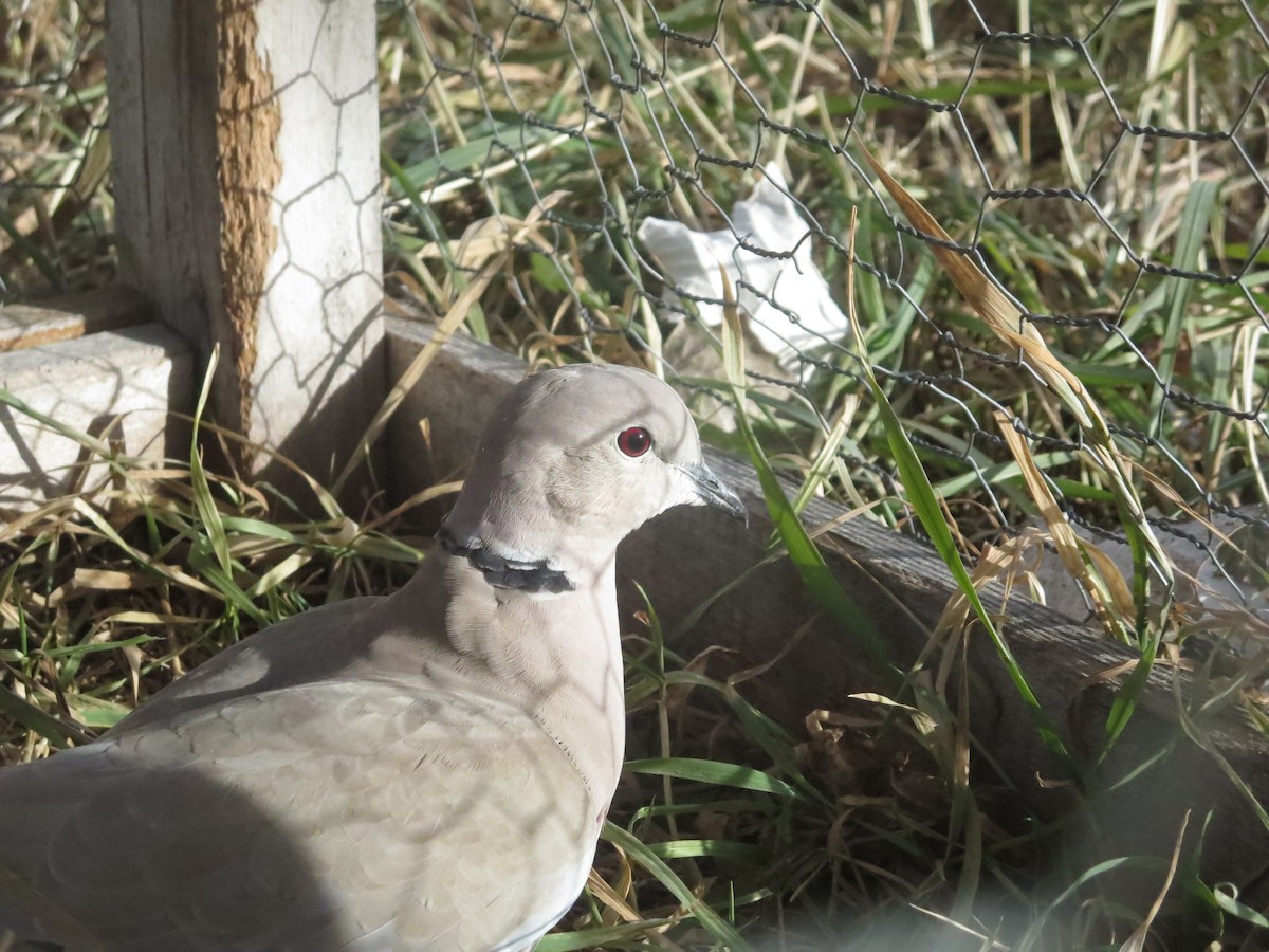 Eurasian Collared-Dove - ML612446582