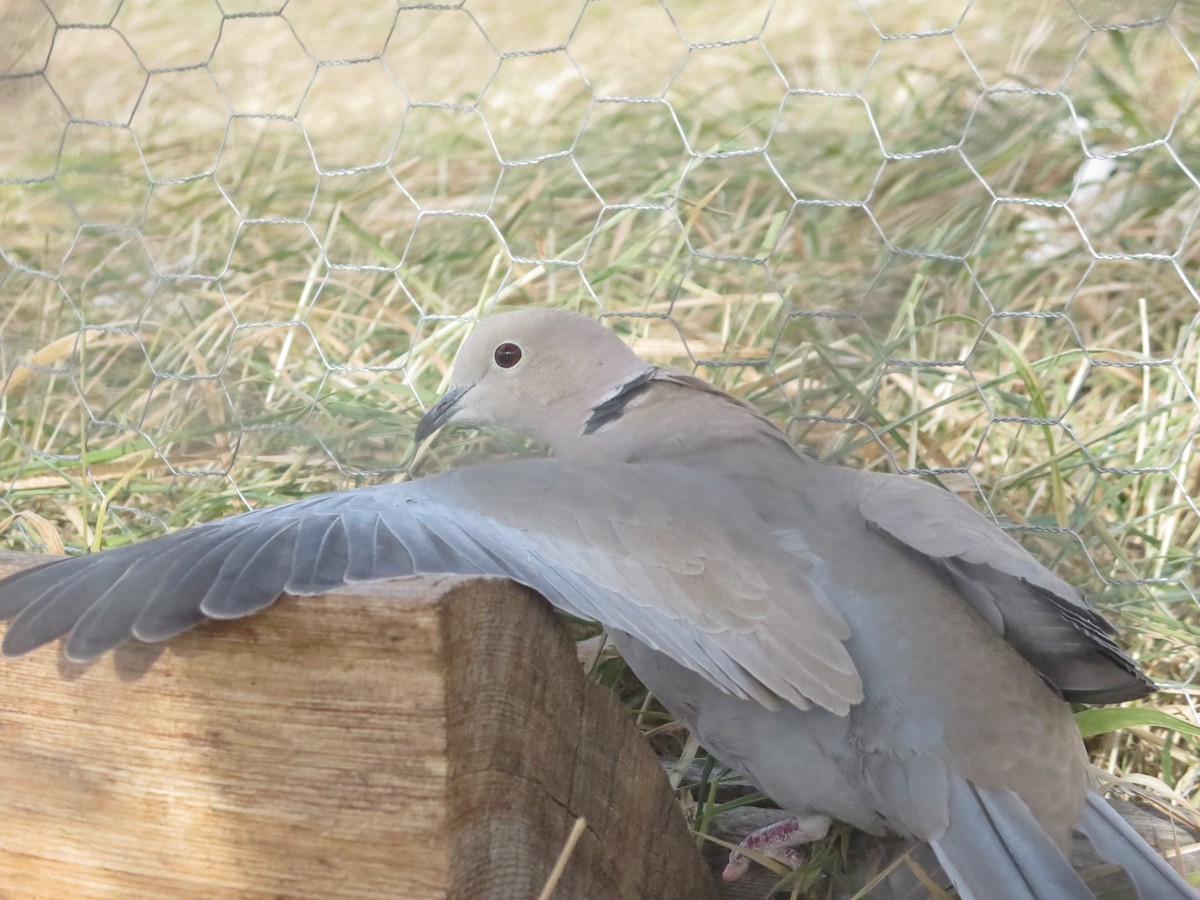 Eurasian Collared-Dove - Dargan Jaeger