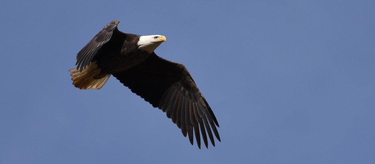 Bald Eagle - Dan Rauch