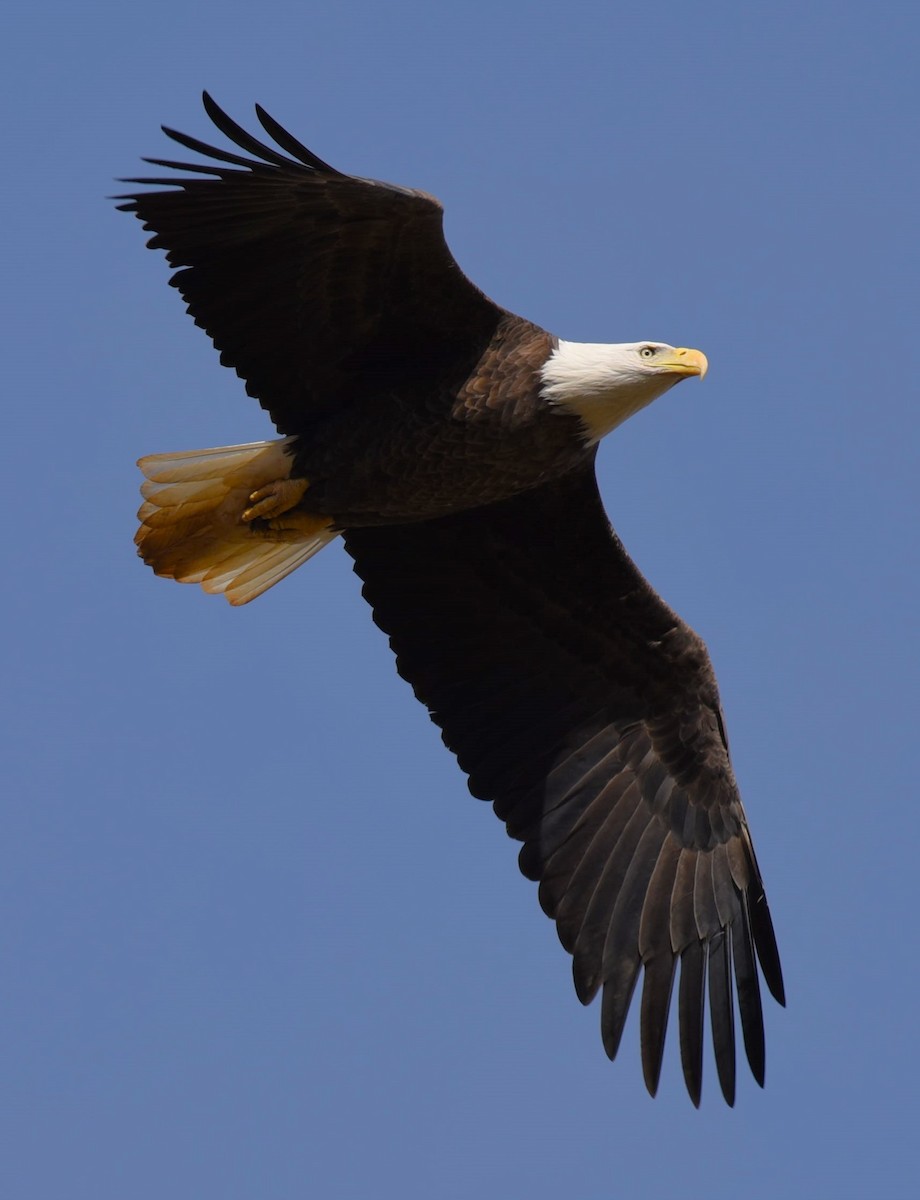 Bald Eagle - ML612446608