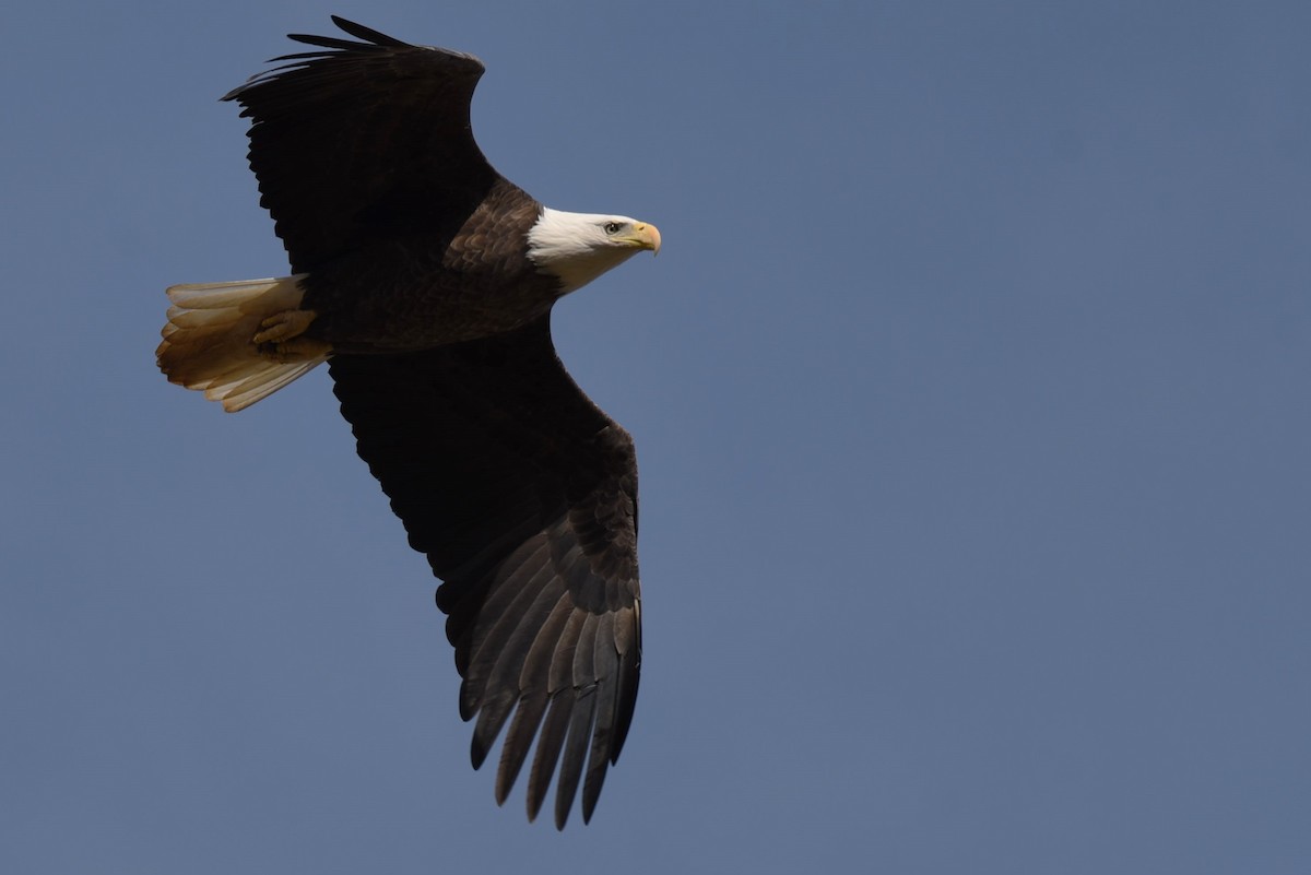 Bald Eagle - ML612446609