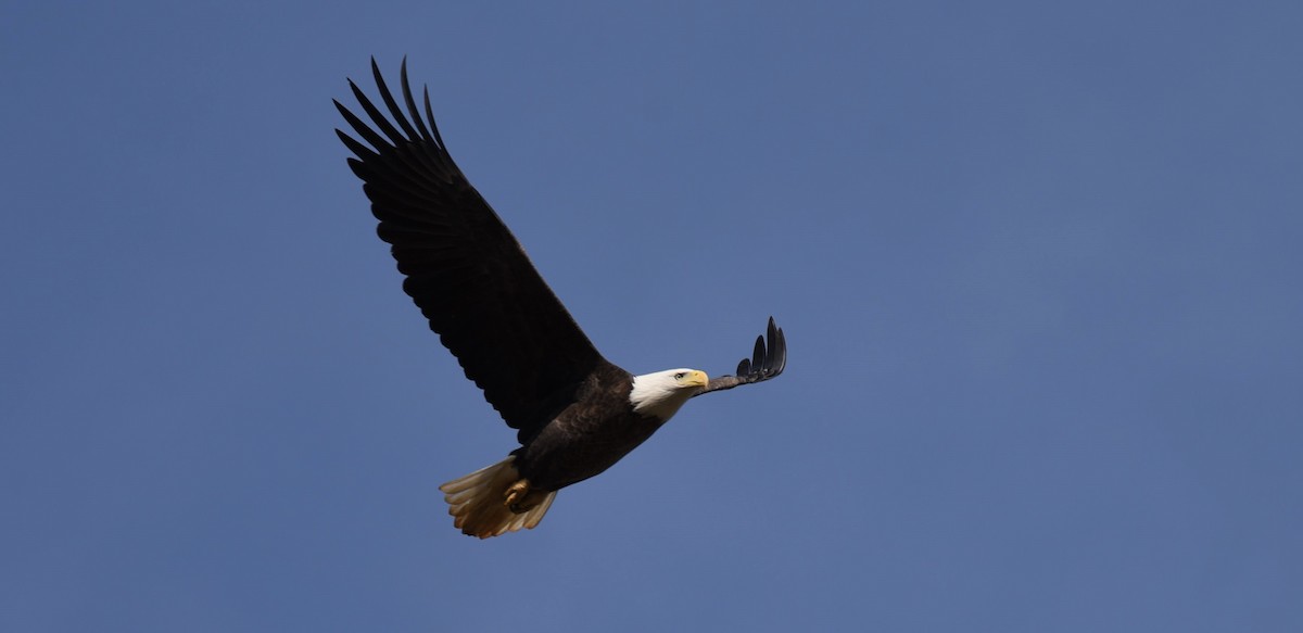 Bald Eagle - Dan Rauch