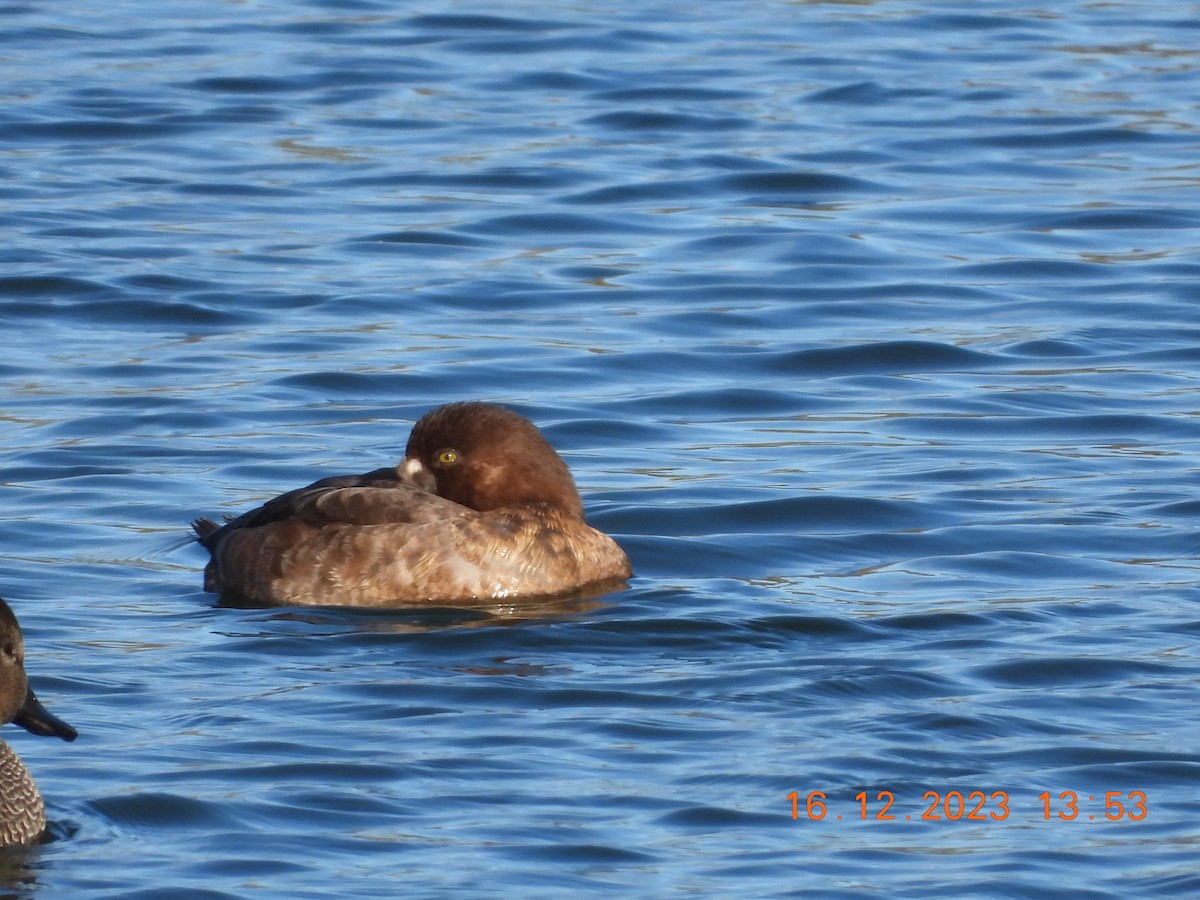 Greater Scaup - José Ignacio Sáenz Gaitan