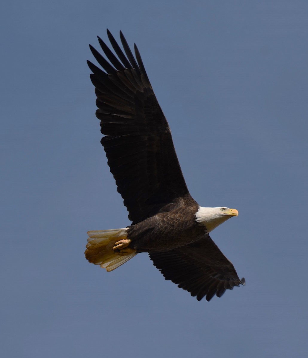 Bald Eagle - Dan Rauch